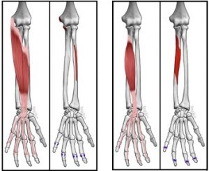 Finger Flexer Muscle | Online Safety Depot