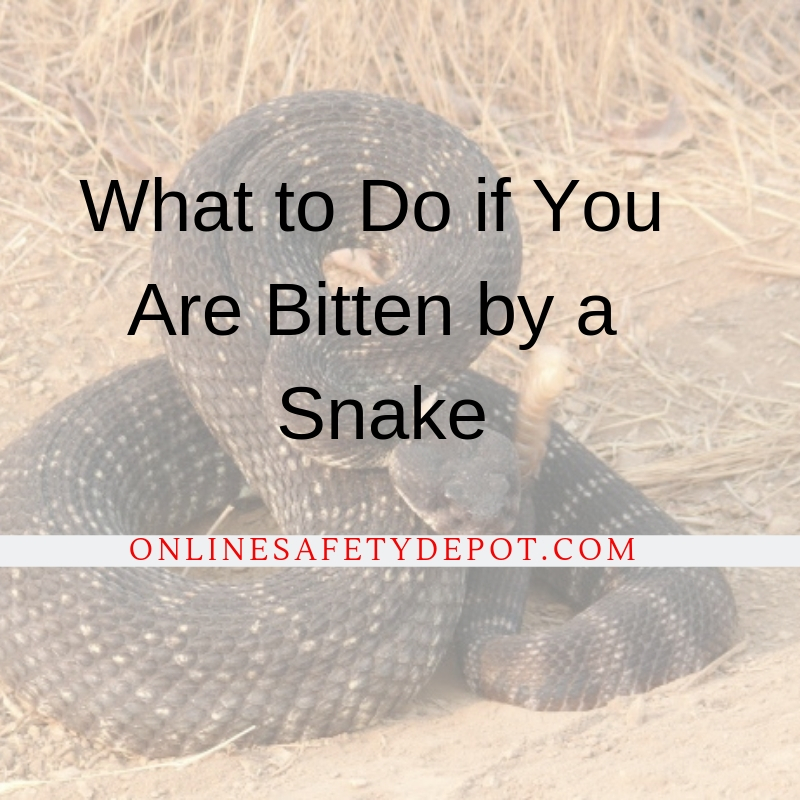 What to Do if You Are Bitten by a Snake